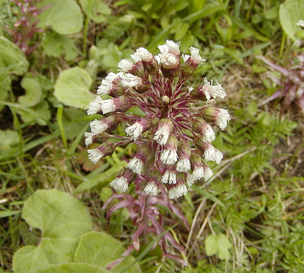  Image name: fanfaraccio2.jpg 
 width: 596 pixel 
 height: 536 pixel 
 Size: 99525 bytes 
 Click to enlarge 